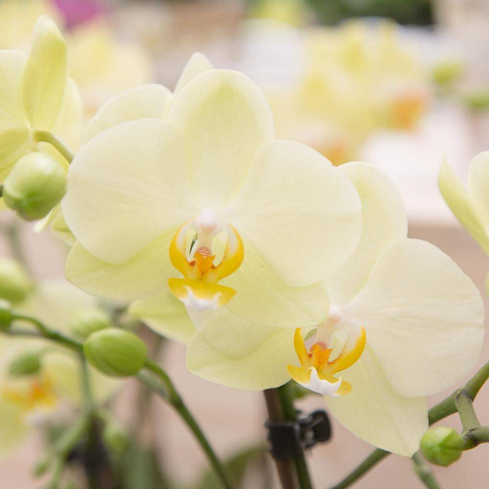 La Green Touch - Orchidée jaune et son cache-pot - h35cm, Ø9cm 35cm - Plante d'intérieur- La Green Touch - Imagen 2