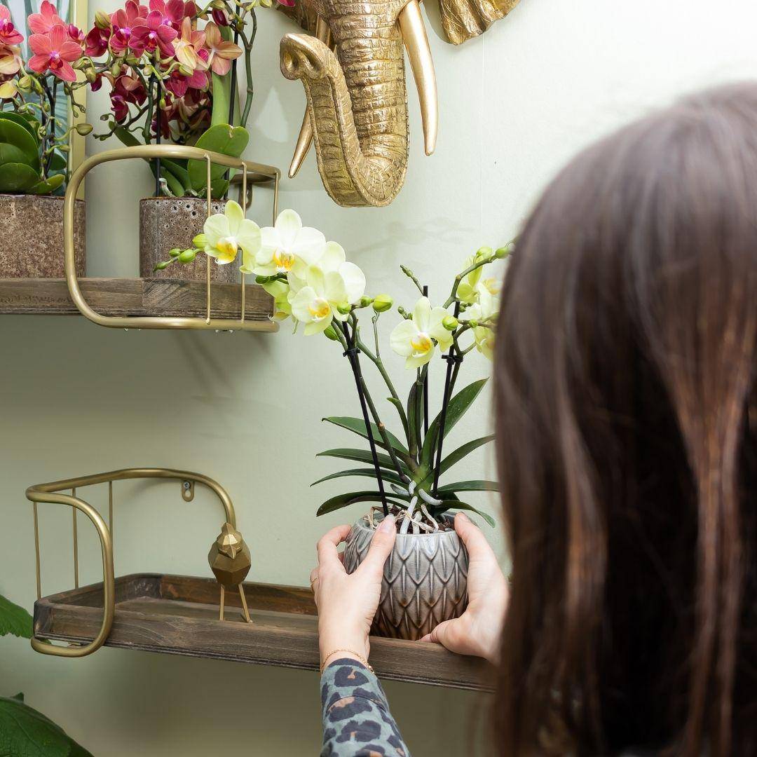 La Green Touch - Orchidée jaune et son cache-pot - h35cm, Ø9cm 35cm - Plante d'intérieur- La Green Touch - Imagen 3