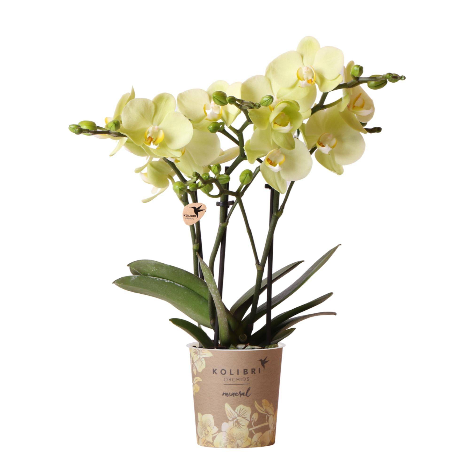 La Green Touch - Orchidée jaune et son cache-pot - h35cm, Ø9cm 35cm - Plante d'intérieur- La Green Touch - Imagen 1