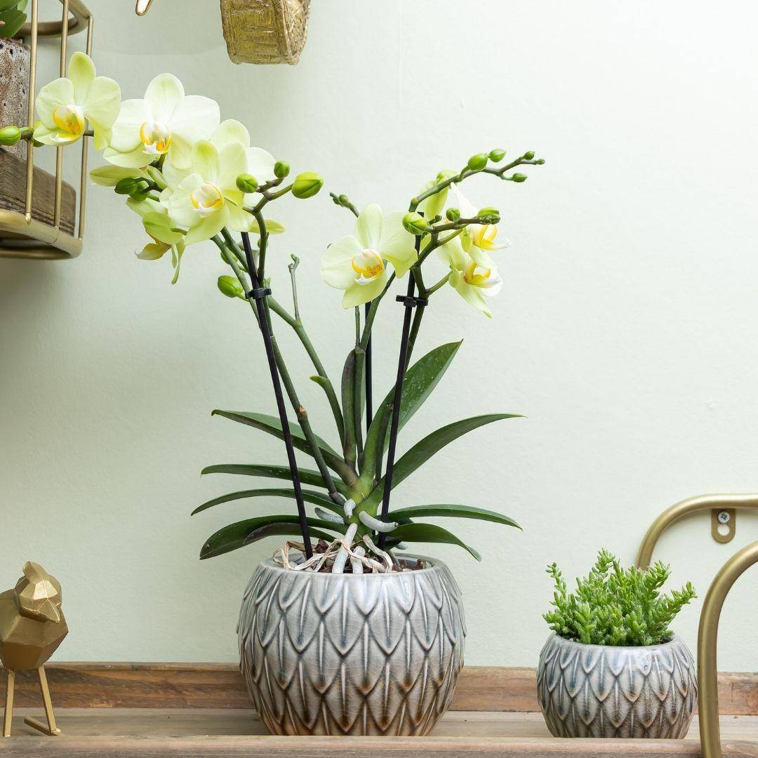 La Green Touch - Orchidée jaune et son cache-pot - h35cm, Ø9cm 35cm - Plante d'intérieur- La Green Touch - Imagen 4