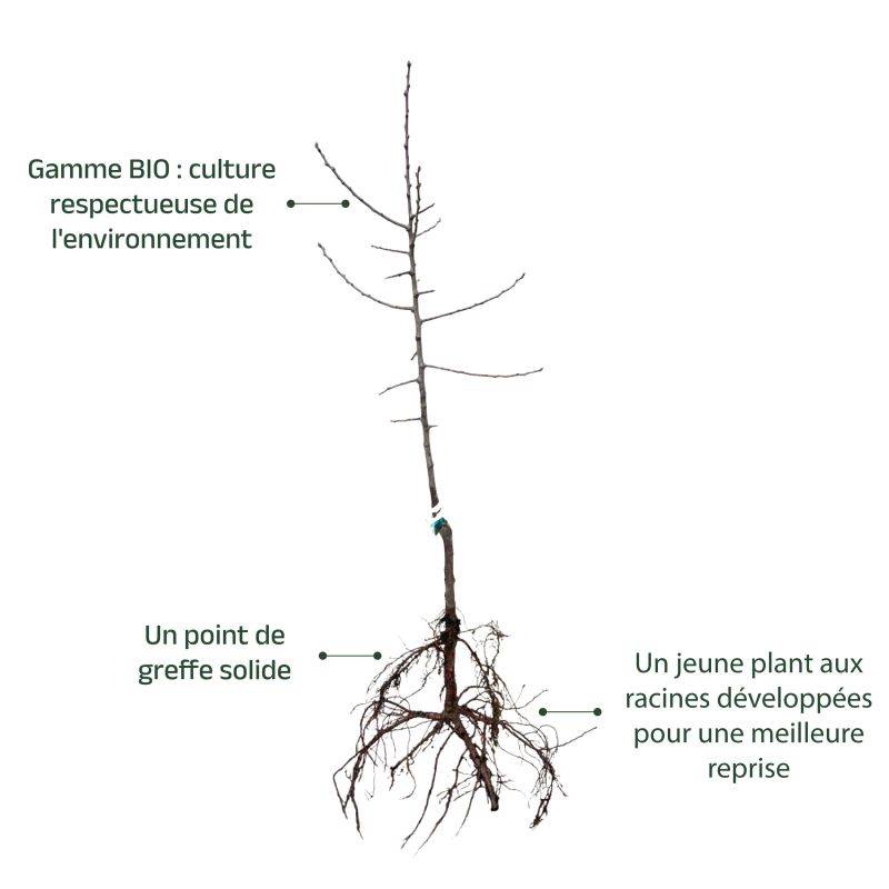 Prunier 'Sainte Catherine' BIO (Prunus domestica 'Sainte Catherine') - Scion de 150cm - Pépinières Naudet - Imagen 3