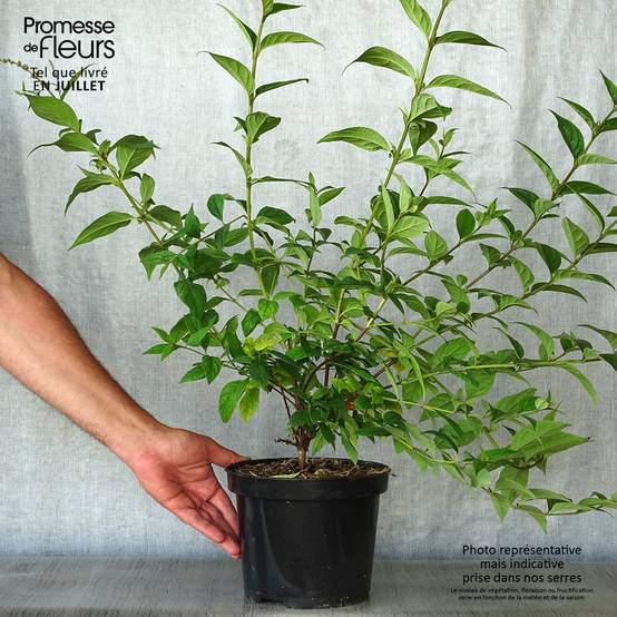 Buddleja lindleyana - Arbre aux papillons de Lindley Pot de 4L/5L - Image 2