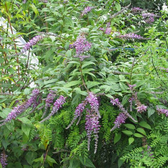 Buddleja lindleyana - Arbre aux papillons de Lindley Pot de 4L/5L - Image 1