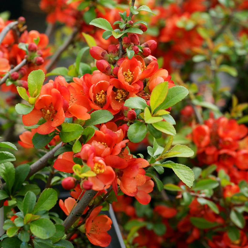 Cognassier du Japon Sargentii - Chaenomeles japonica Pot de 3L/4L - Image 1