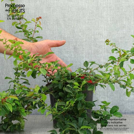 Cognassier du Japon Sargentii - Chaenomeles japonica Pot de 3L/4L - Image 2