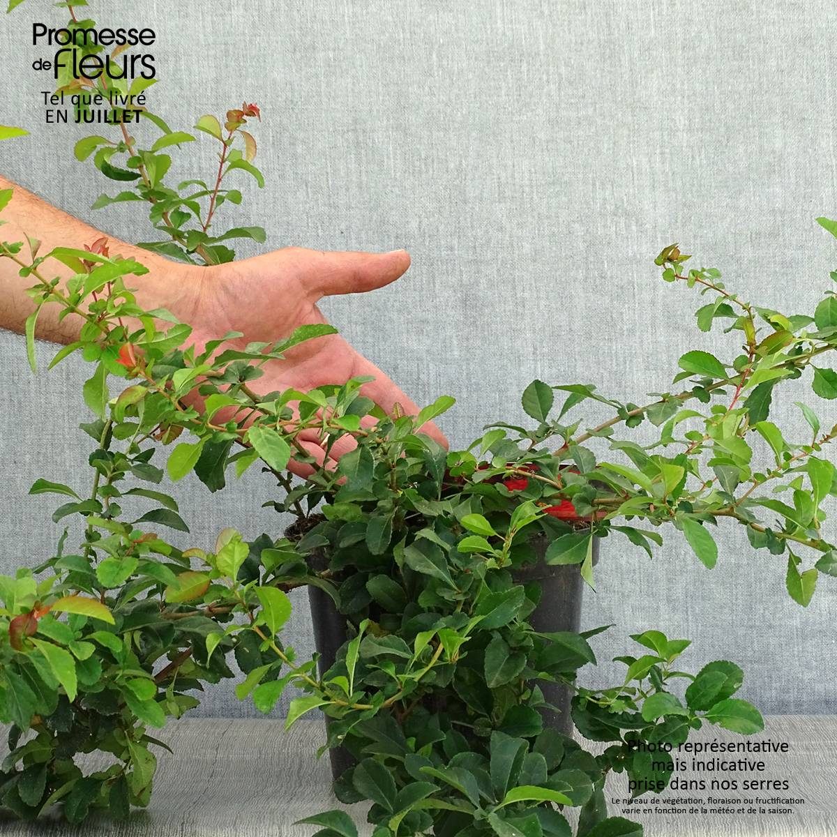 Cognassier du Japon Sargentii - Chaenomeles japonica Pot de 3L/4L - Image 2
