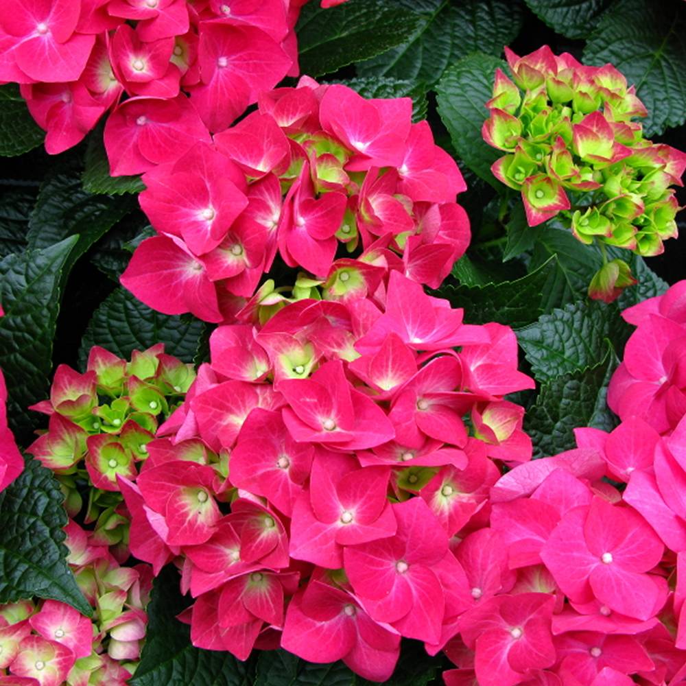 Gardenersdream - Hortensia macrophylla 'Teller Rose' arbuste à feuilles caduques plante résistante en pot - GardenersDream - Imagen 3