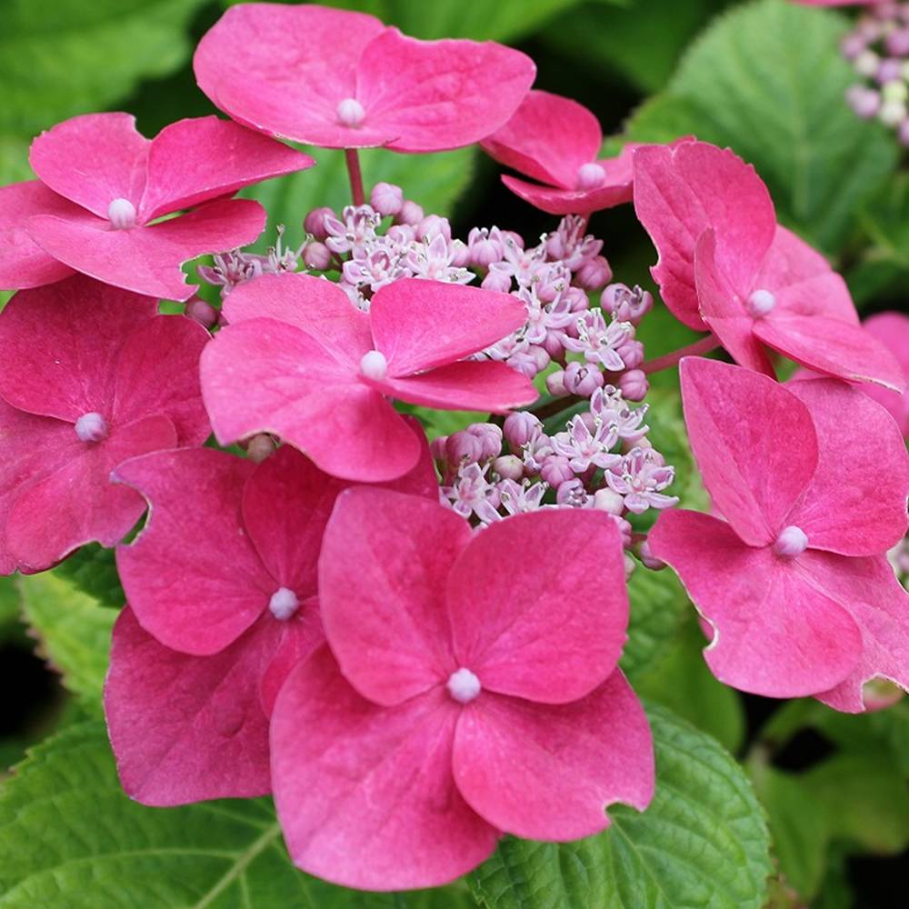 Gardenersdream - Hortensia macrophylla 'Teller Rose' arbuste à feuilles caduques plante résistante en pot - GardenersDream - Imagen 1