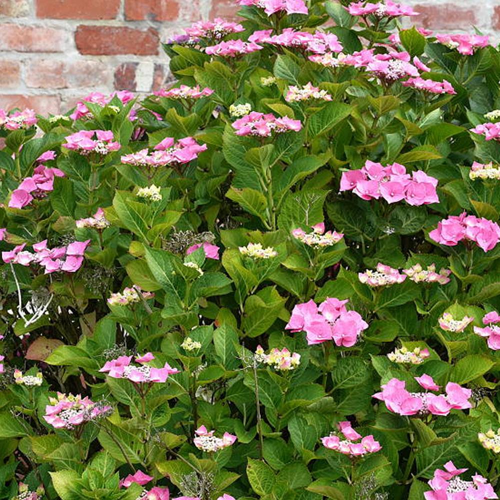Gardenersdream - Hortensia macrophylla 'Teller Rose' arbuste à feuilles caduques plante résistante en pot - GardenersDream - Imagen 2