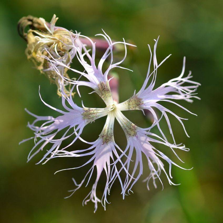 Promesse de Fleurs - Dianthus superbus - Oeillet superbe Godet de 8/9 cm