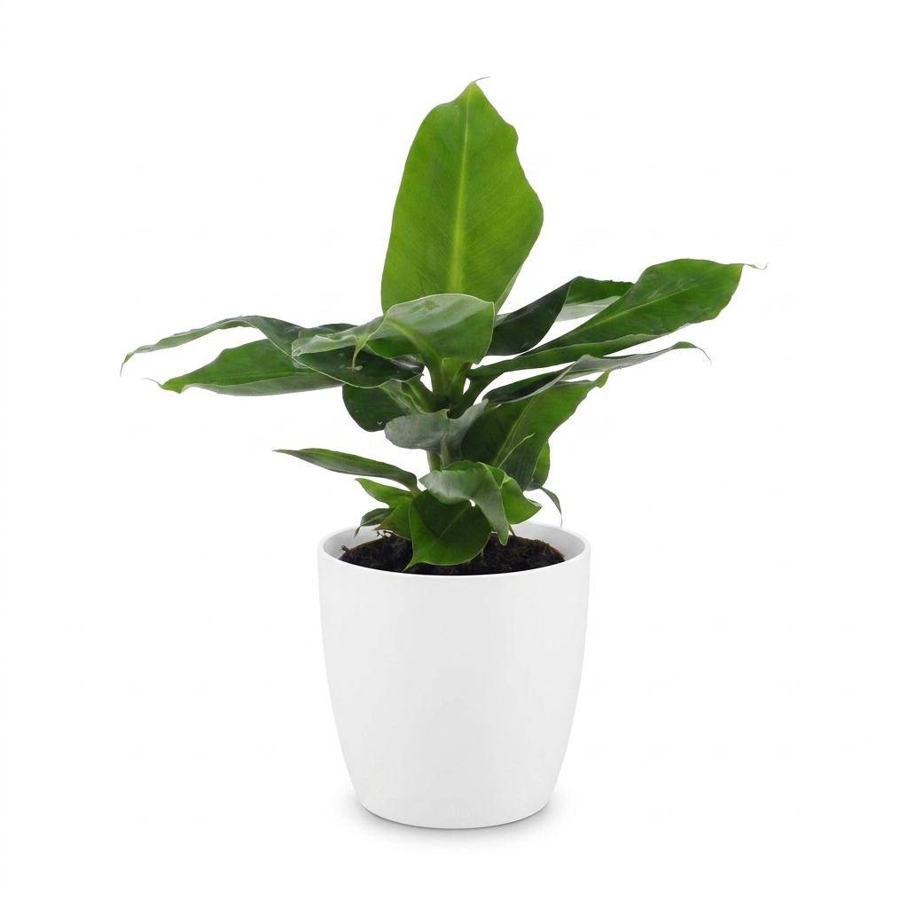 Musa Oriental Dwarf - Bananier nain oriental - Pot de 12cm - 1 plante - Plantes d'intérieur - Image 2
