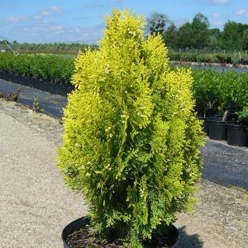 Thuya d'orient Semperaurea, Thuja orientalis - Pot de 3L - 20/40 cm - Imagen 1