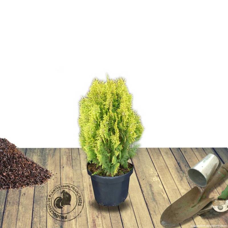Thuya d'orient Semperaurea, Thuja orientalis - Pot de 3L - 20/40 cm - Imagen 5