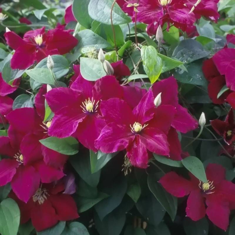 Clématite Rosemoor™ 'Evipo002' à fleurs Rouge - feuillage Caduc - Pot de 2L - Tuteur bambou 60/90 cm-  hauteur à maturité De 2,00 m à 2,50 m - Imagen 1