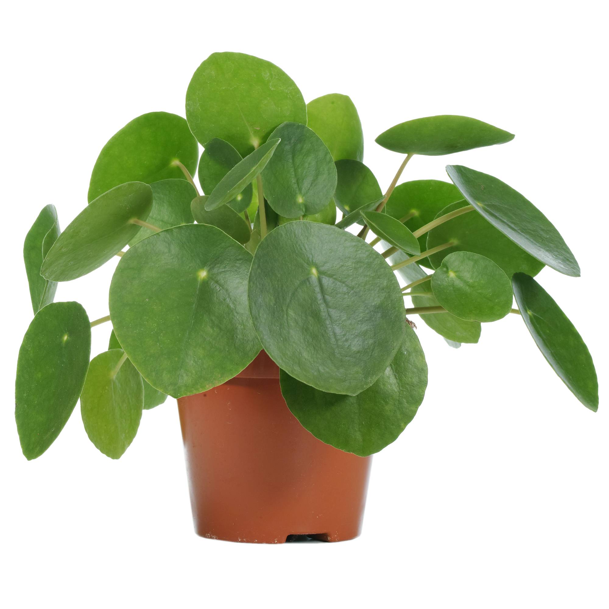 Gardenersdream - Pilea Peperomioides Plante À Monnaie Chinoise De 20 À 30 Cm Plante D'Intérieur - GardenersDream - Imagen 2
