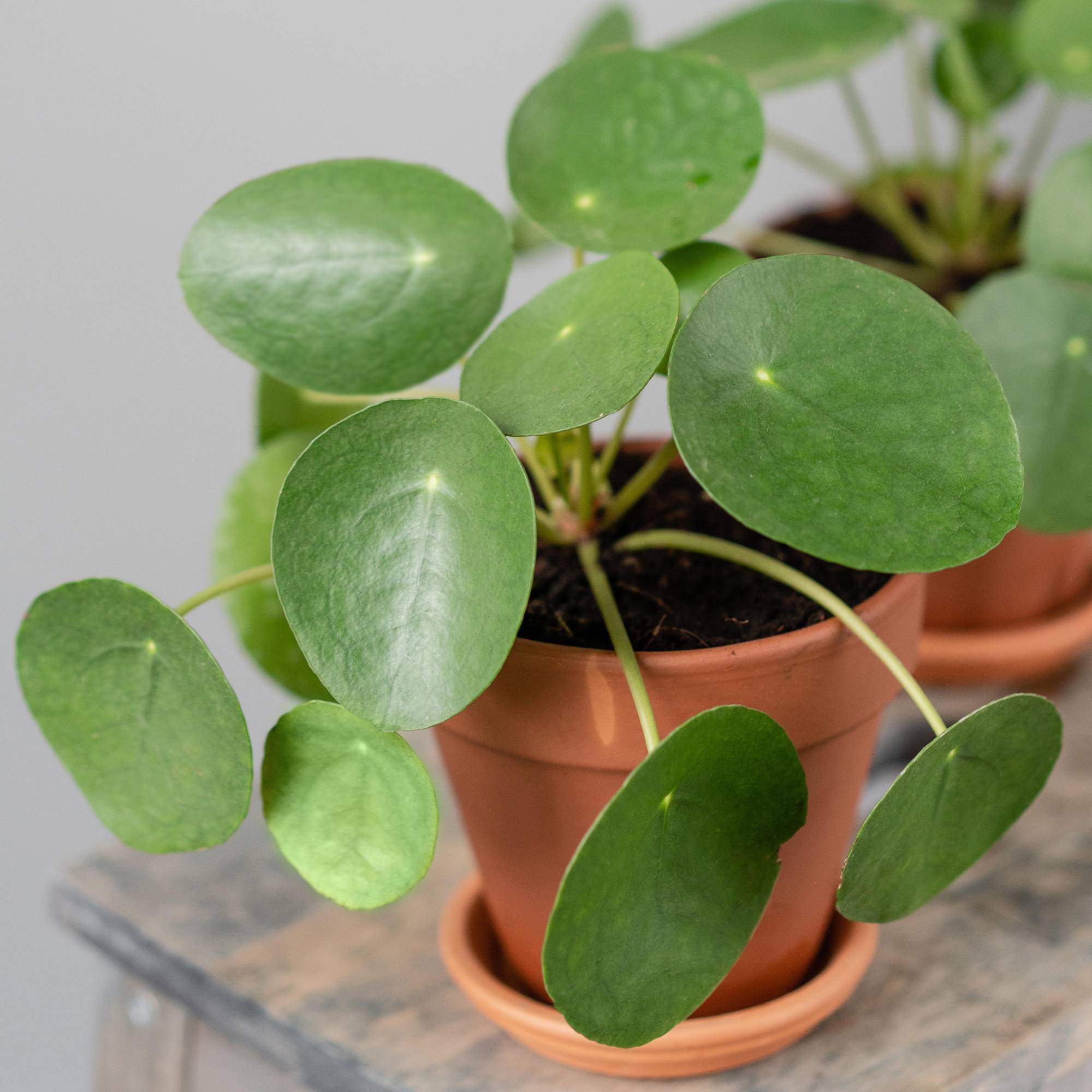Gardenersdream - Pilea Peperomioides Plante À Monnaie Chinoise De 20 À 30 Cm Plante D'Intérieur - GardenersDream - Imagen 1