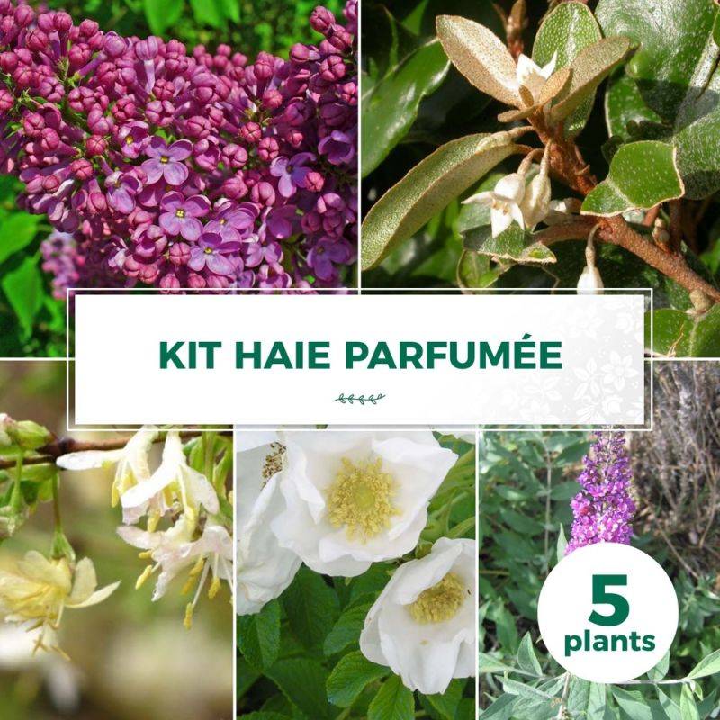 Haie Parfumée - 5 arbustes -  - Pépinières Naudet - Imagen 1