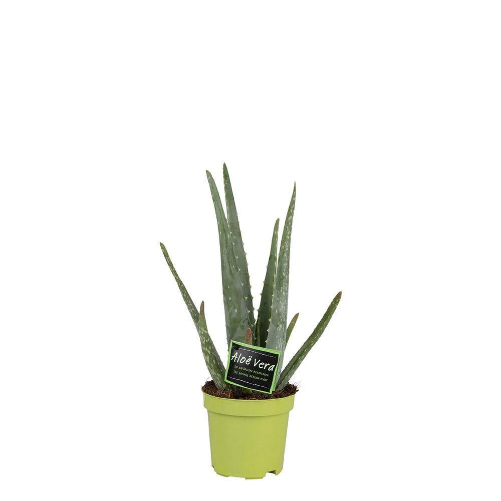 La Green Touch - Aloe Vera Barbadensis 35cm - Plante d'intérieur- La Green Touch
