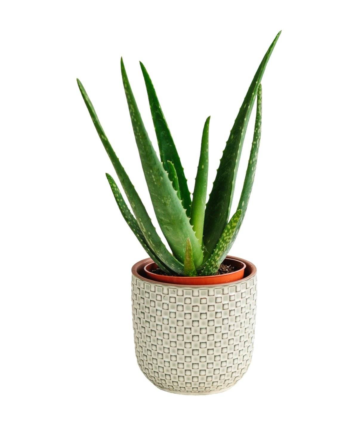 Aloe Vera Barbadensis 35cm - Plante d'intérieur- La Green Touch - Image 3