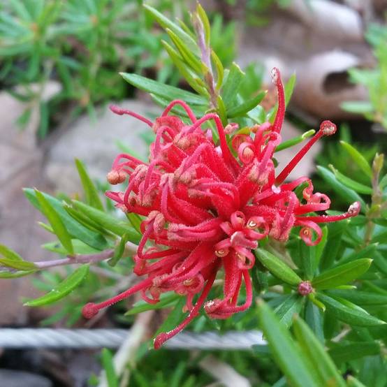 Promesse de Fleurs - Grevillea juniperina New Blood Pot de 2L/3L - Image 1