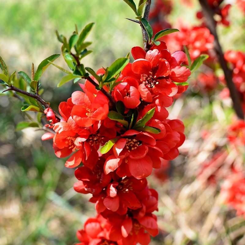 Cognassier du Japon Mango Storm® 'Mincha01', Chaenomeles à fleurs Orange/Rouge - feuillage Caduc - Pot de 3L - 20/40 cm