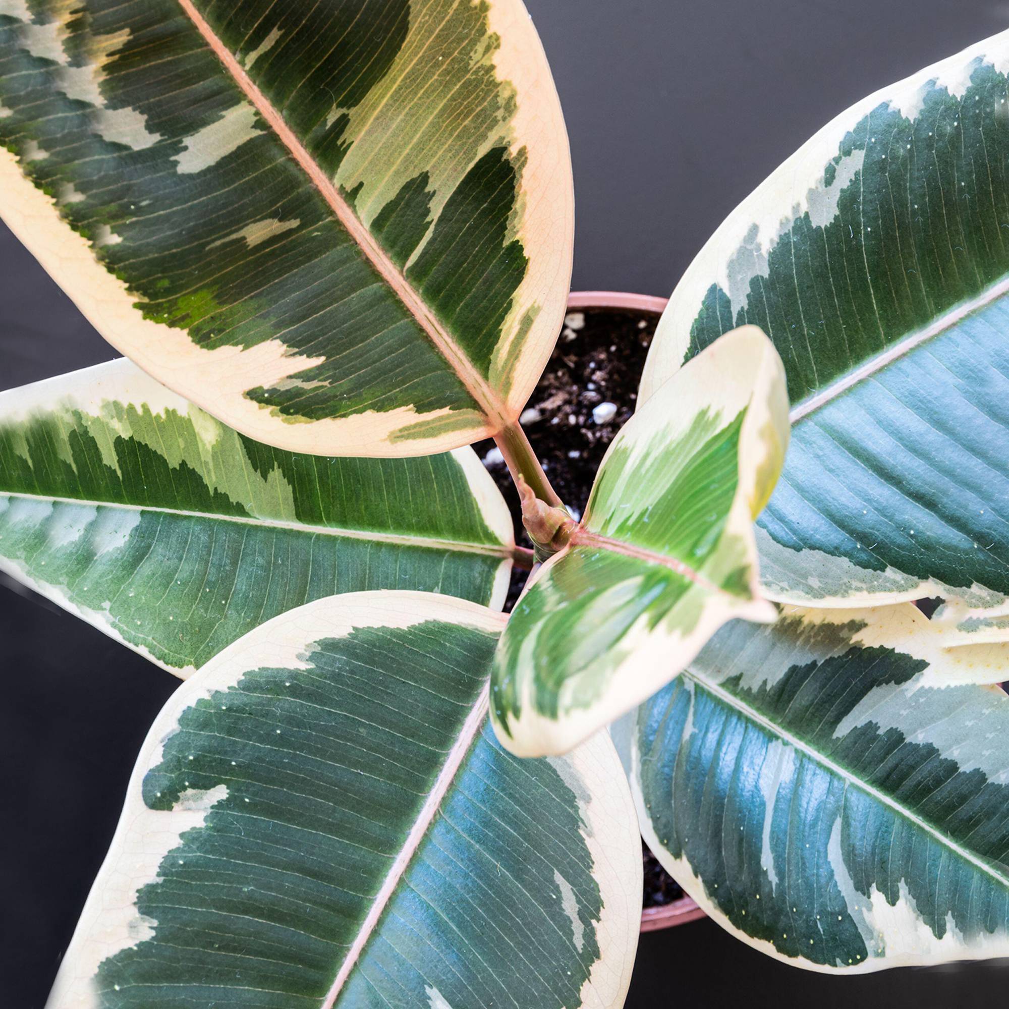 Gardenersdream - Ficus Elastica Tineke En Pot 30-40 Cm | Vente Plante D’Intérieur Cadeau Arbre À Caoutchouc De Qualité  - GardenersDream