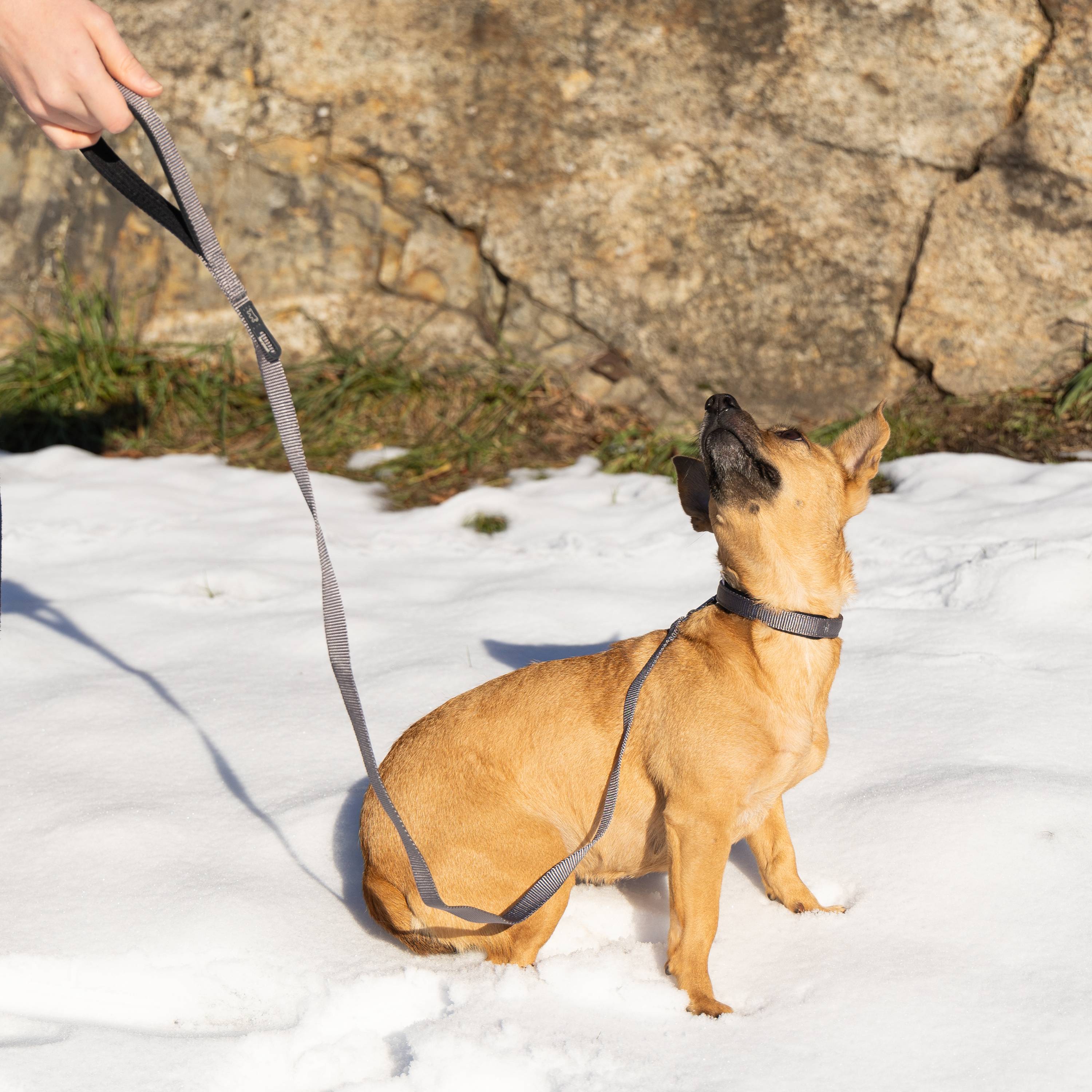 Ferplast - Ferplast laisse pour chien DAYTONA, Laisse en nylon pour petit chien, 120 cm, avec poignée rembourrée confortable et mousqueton en métal. Vert - Imagen 3