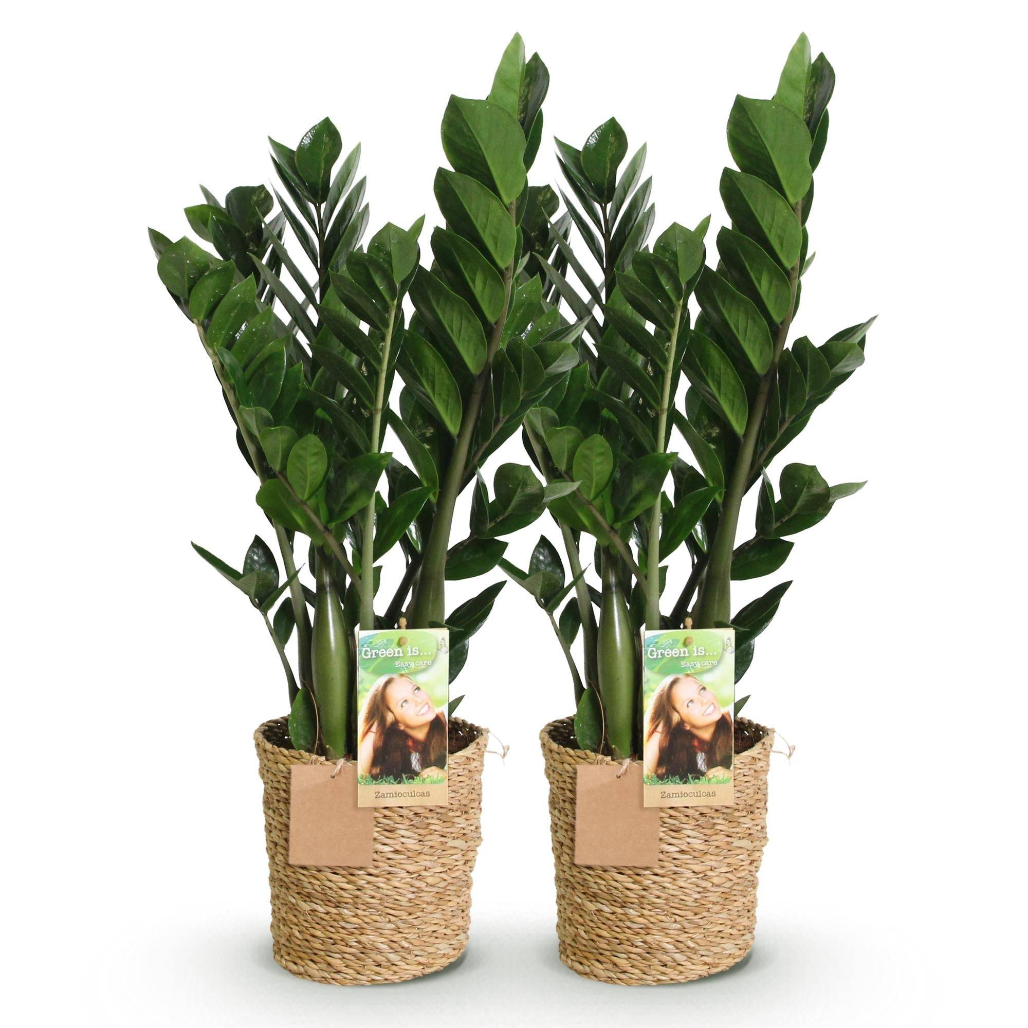 La Green Touch - Zamioculcas Zamiifolia - D17 H75cm - Image 3
