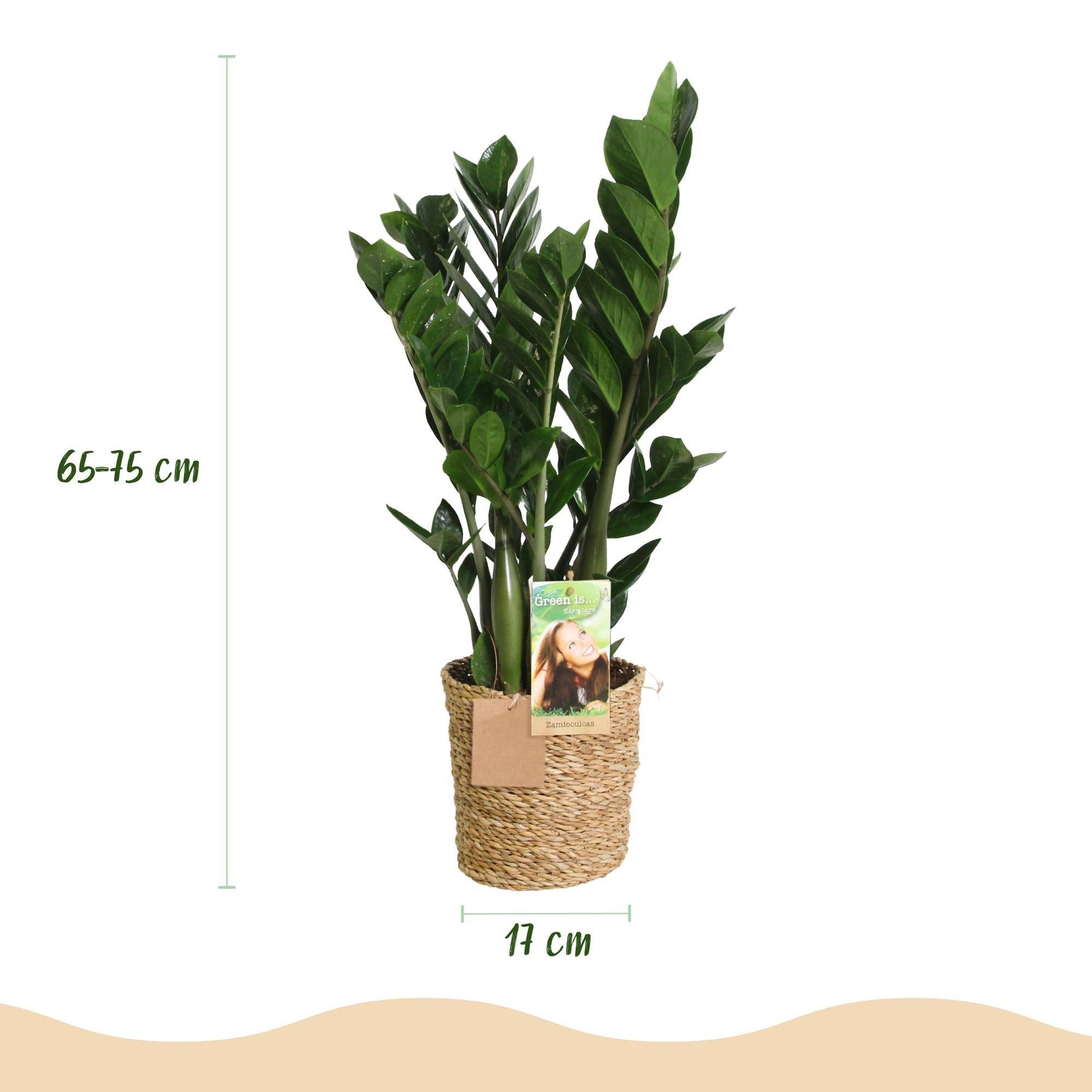 La Green Touch - Zamioculcas Zamiifolia - D17 H75cm - Image 4