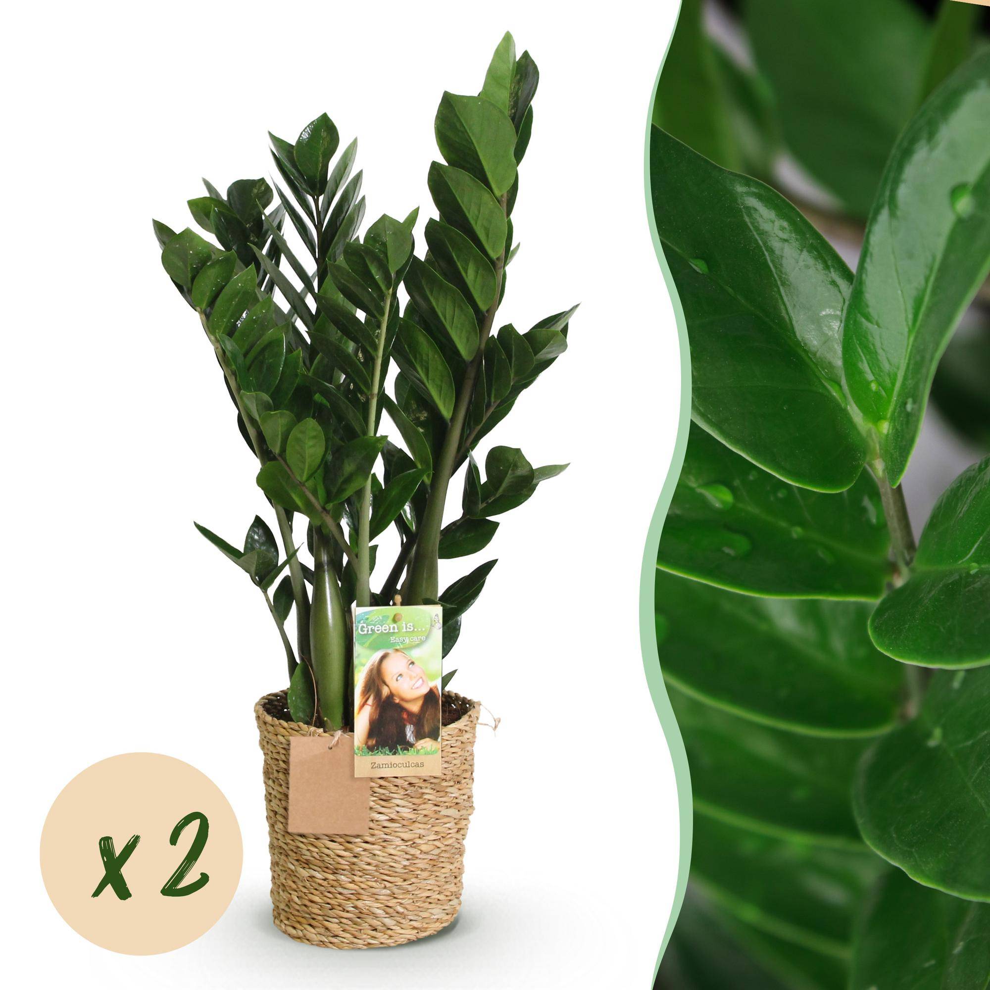 La Green Touch - Zamioculcas Zamiifolia - D17 H75cm - Image 2