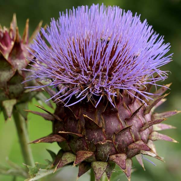 Cynara cardunculus - Cardon Godet de 8/9 cm