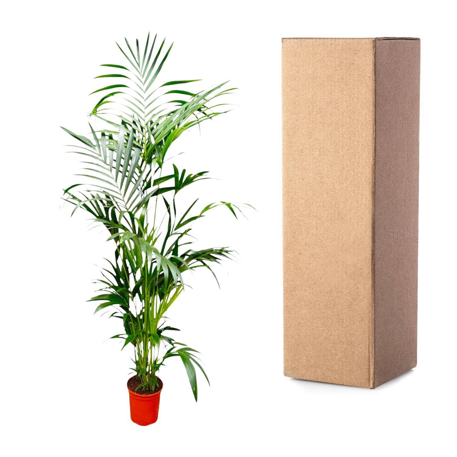 Palmier Kentia - Plantes d'intérieur - Image 3
