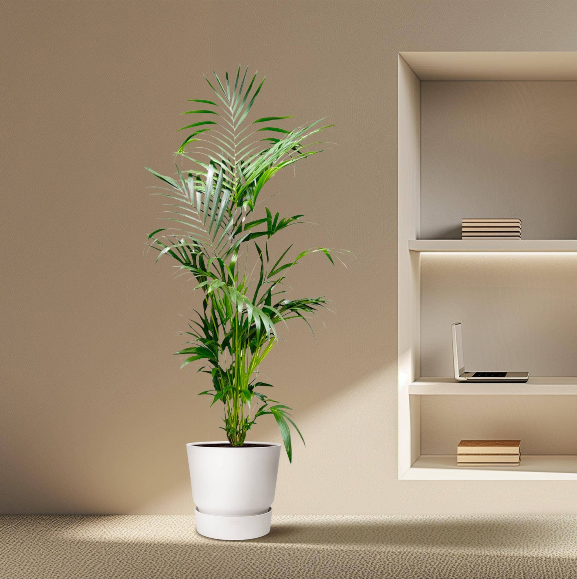 Palmier Kentia - Plantes d'intérieur - Image 4
