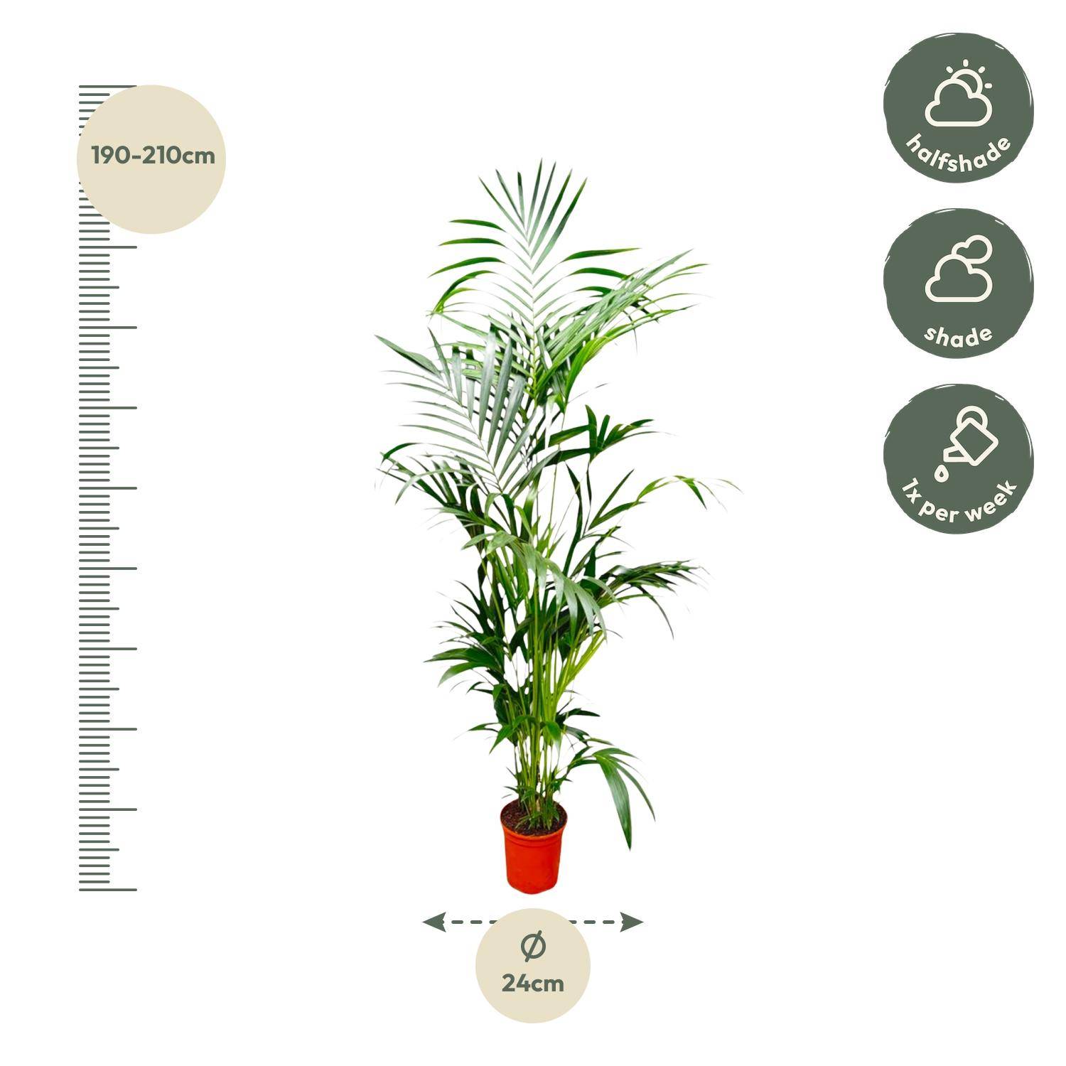 Palmier Kentia - Plantes d'intérieur - Image 2