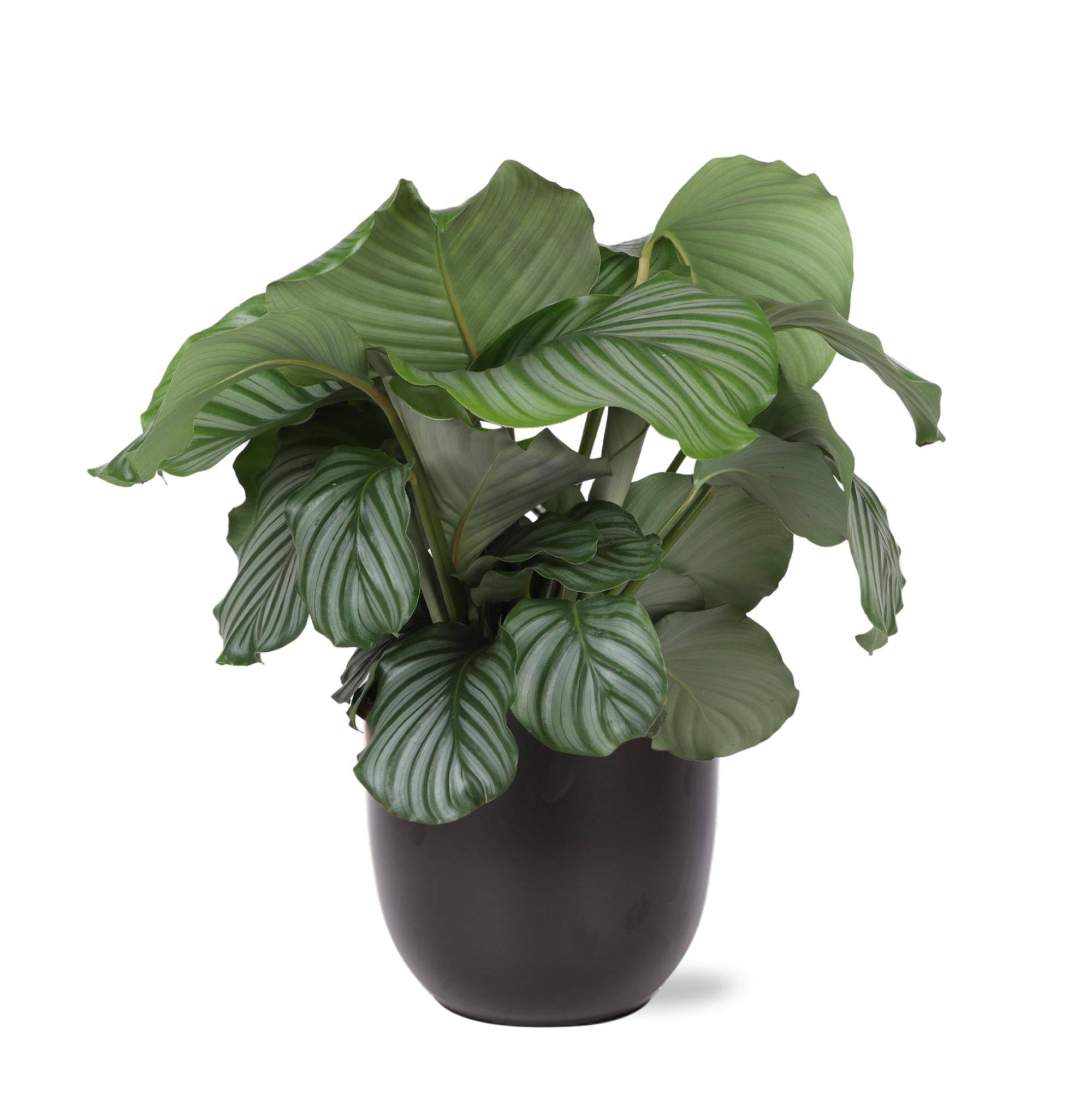 La Green Touch - Calathea Orbifolia et son pot- La Green Touch Anthracite - Hauteur 70cm