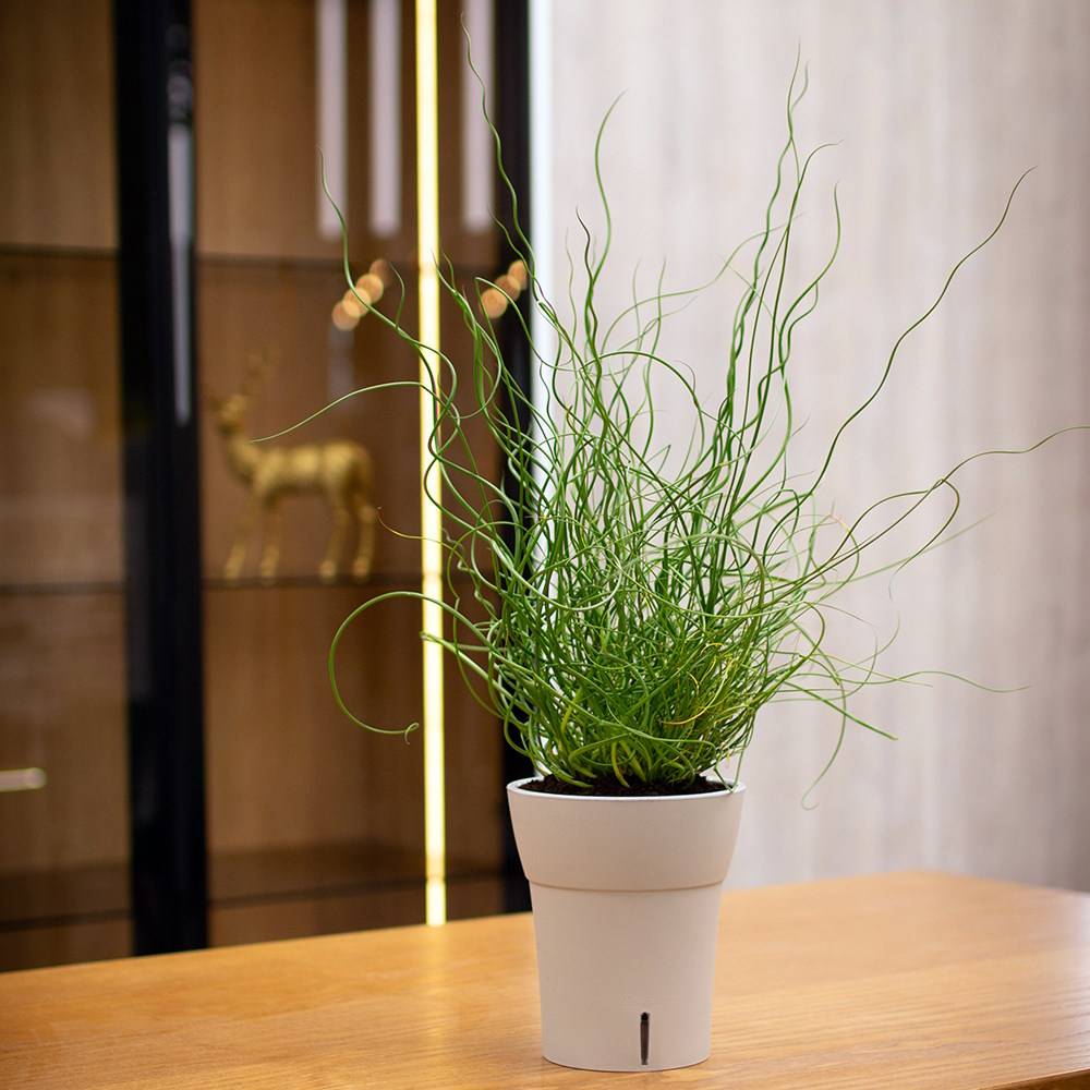 Gt Garden - Lot de 3 pots pour orchidées avec réserve d'eau - Dali-dea ivoire 2 litres - GT GARDEN - Imagen 5