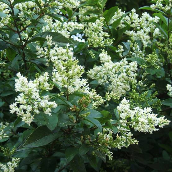 Troène - Ligustrum ovalifolium Godet de 8/9 cm