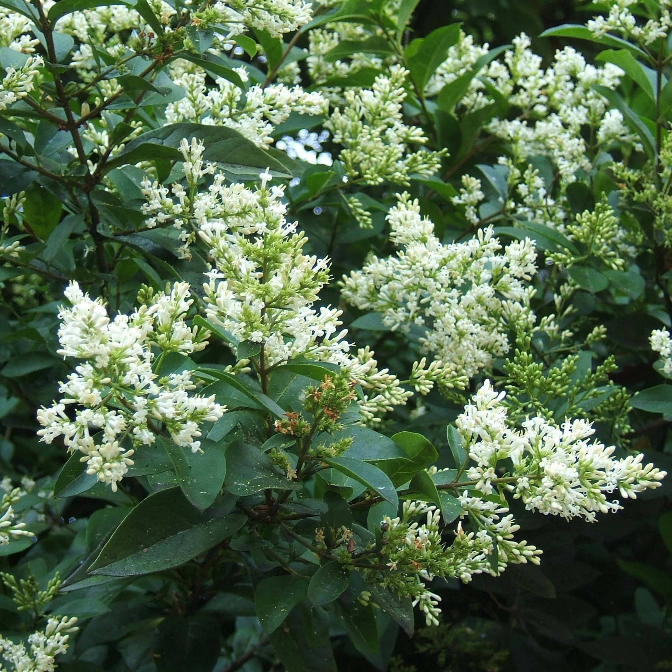 Troène - Ligustrum ovalifolium Godet de 8/9 cm