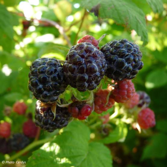Framboisier Black Jewel - Rubus occidentalis Pot de 1,5L/2L, Touffe