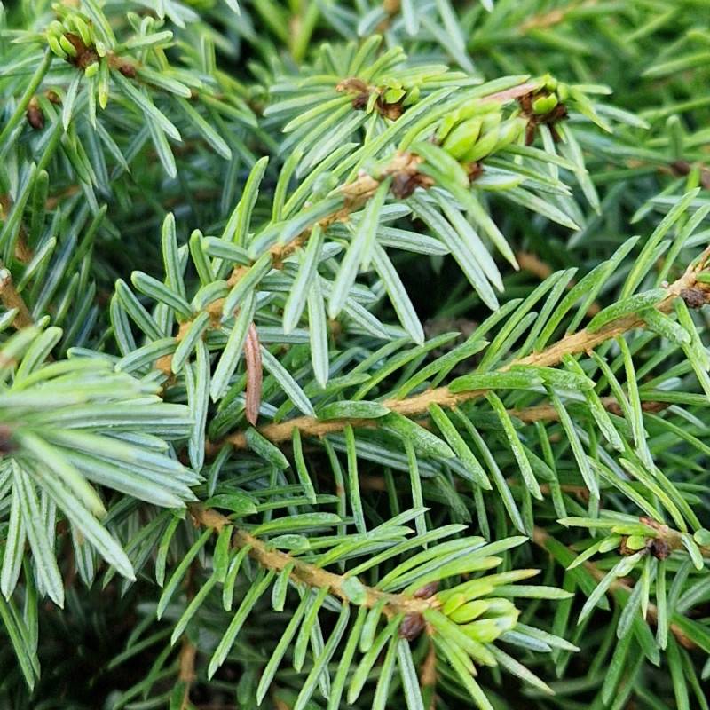 Épicéa de Serbie nain, Picea omorika - Pot de 3L - 20/40 cm - Image 7