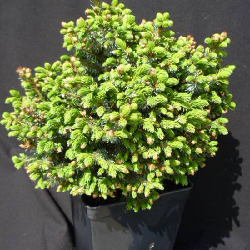 Épicéa de Serbie nain, Picea omorika - Pot de 3L - 20/40 cm - Image 1