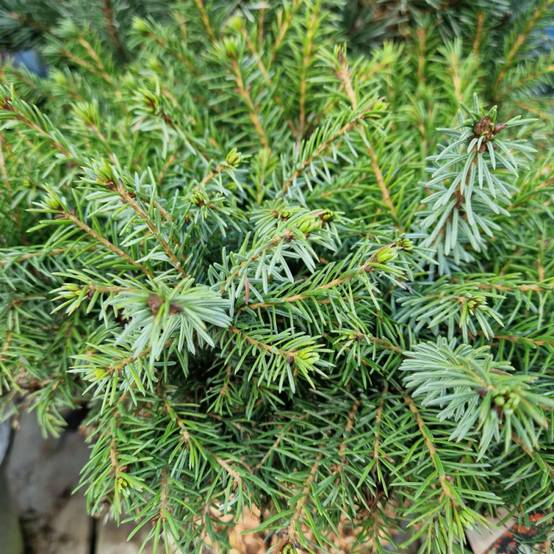 Épicéa de Serbie nain, Picea omorika - Pot de 3L - 20/40 cm - Image 8
