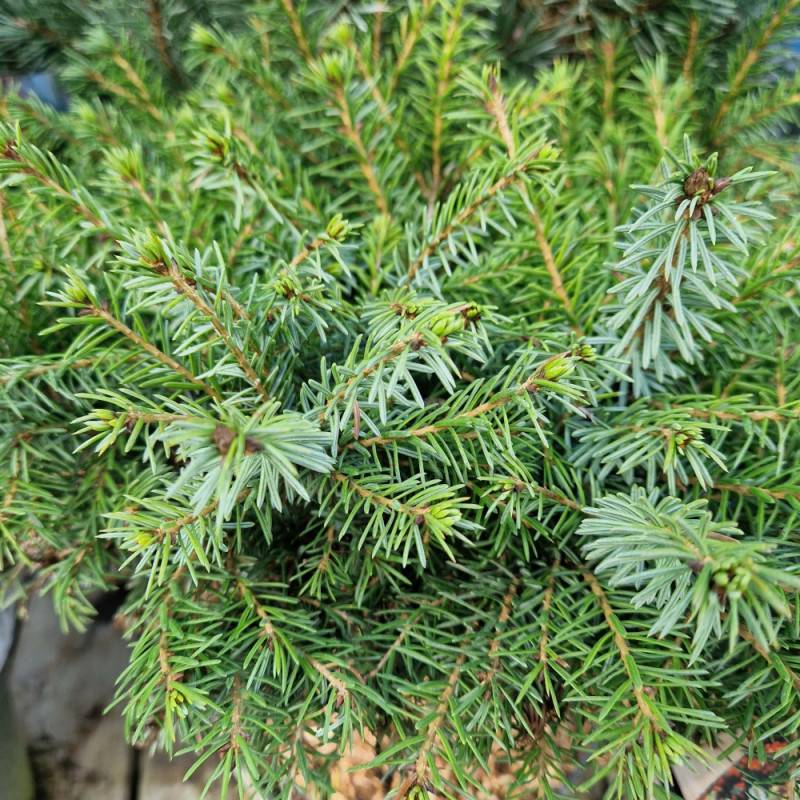 Épicéa de Serbie nain, Picea omorika - Pot de 3L - 20/40 cm - Image 8