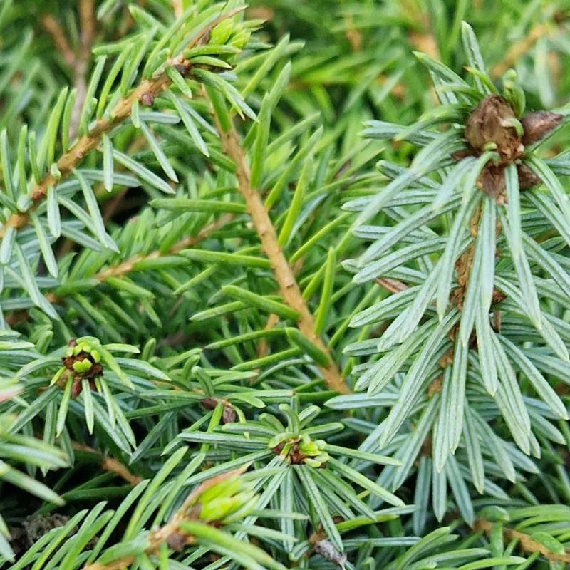 Épicéa de Serbie nain, Picea omorika - Pot de 3L - 20/40 cm - Image 9