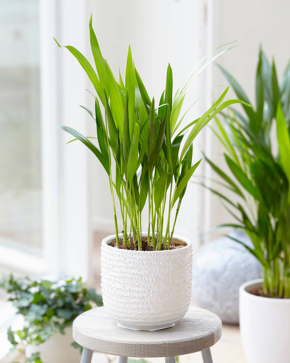 Gardenersdream - 1 X Palmier Papillion Dypsis Lutescens Plante D’Intérieur Arbre Vivant En Pot - GardenersDream - Imagen 1