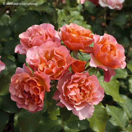 Rosier à fleurs groupées Jean Cocteau Pot de 4L/5L