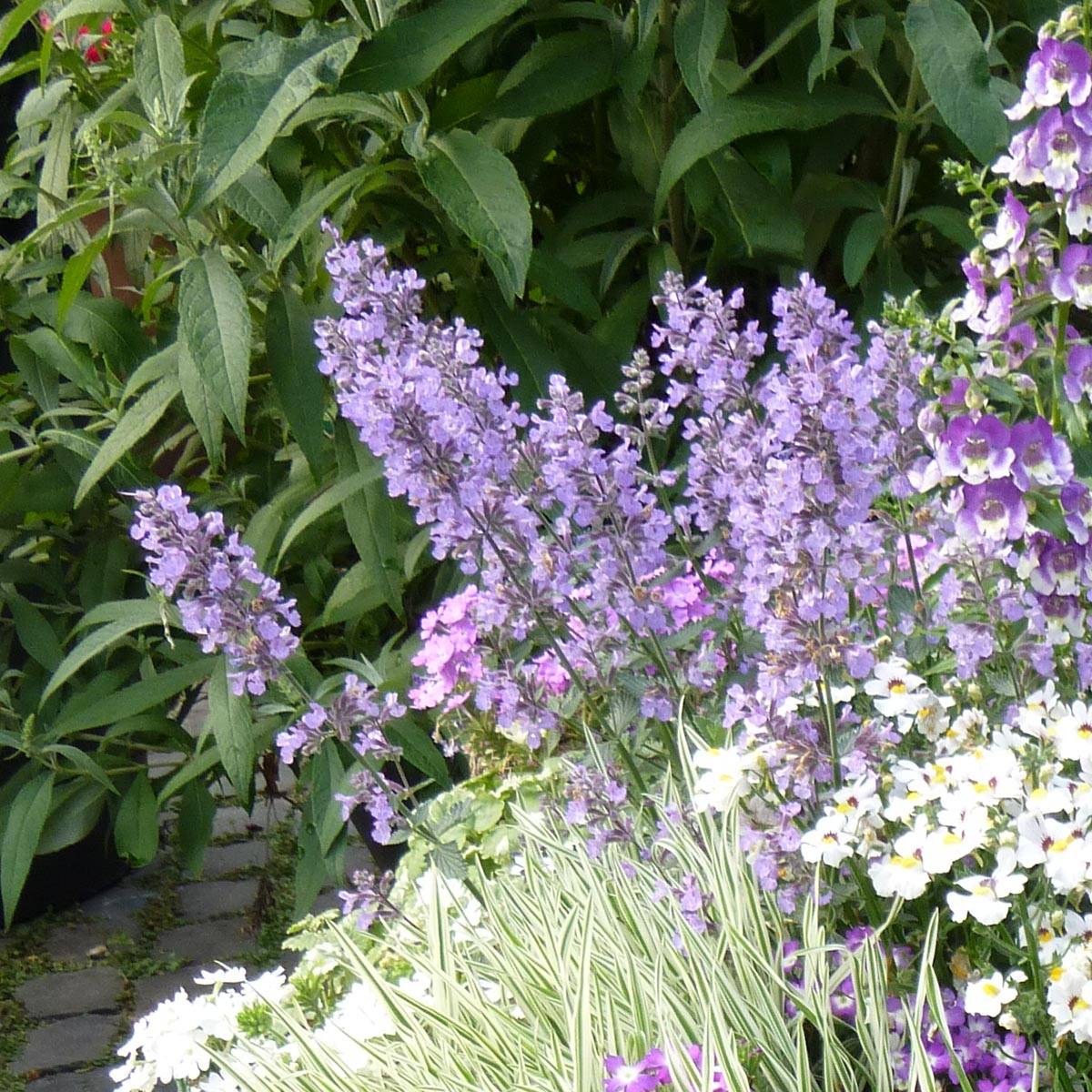 Promesse de Fleurs - Nepeta faassenii Cat's Meow - Chataire Godet de 8/9 cm