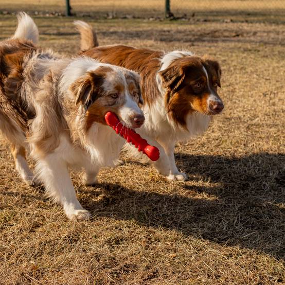 Ferplast - Ferplast Jouet Chien, Os Distributeur Croquettes Friandises pour Chien, en Matériau Durable à Mâcher, Arôme de Viande, pour l'Hygiène Dentaire, SMILE - Imagen 5