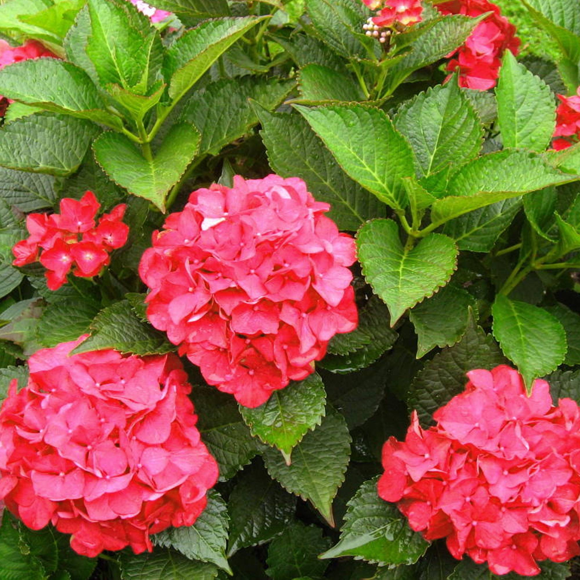 Gardenersdream - Hortensia macrophylla arbre patio rouge, pot 3L, 50-90 cm - idéal pour jardins et patios - GardenersDream - Imagen 4