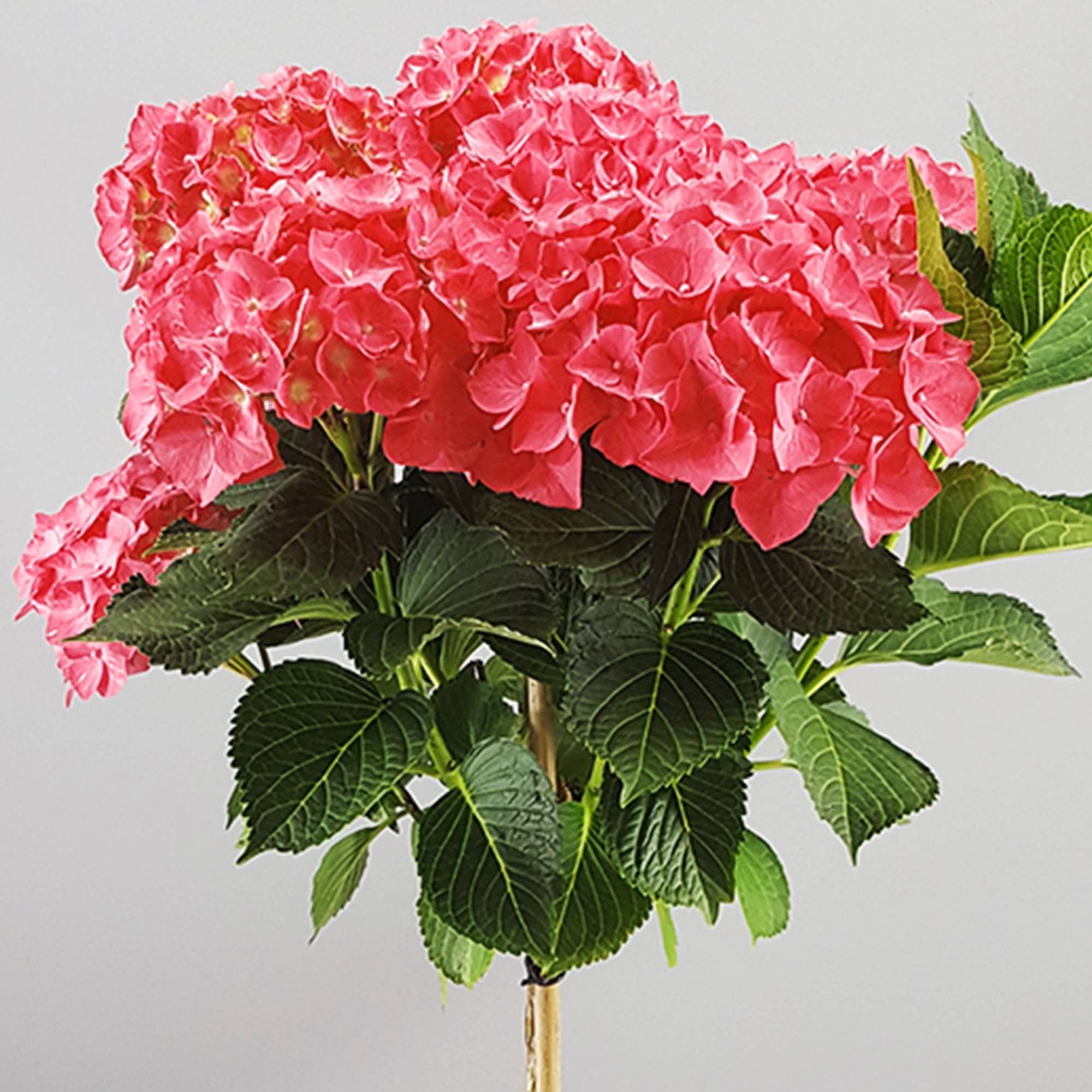 Gardenersdream - Hortensia macrophylla arbre patio rouge, pot 3L, 50-90 cm - idéal pour jardins et patios - GardenersDream - Imagen 2